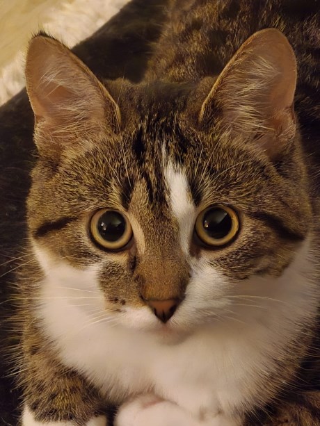 Kat Europese korthaar of huiskat