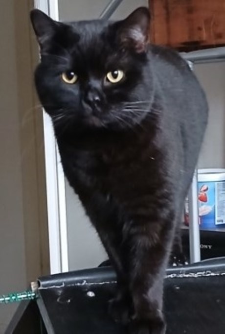 Kat Europese korthaar of huiskat