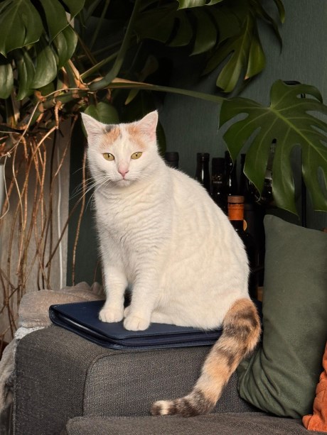 Kat Europese korthaar of huiskat