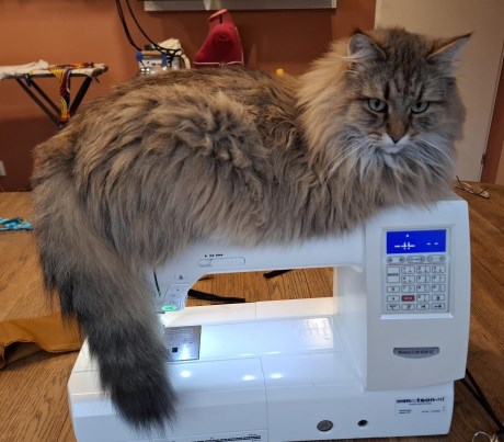 Kat Boskat/Siberisch