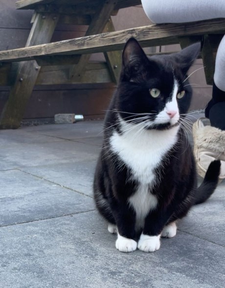 Kat Europese korthaar of huiskat