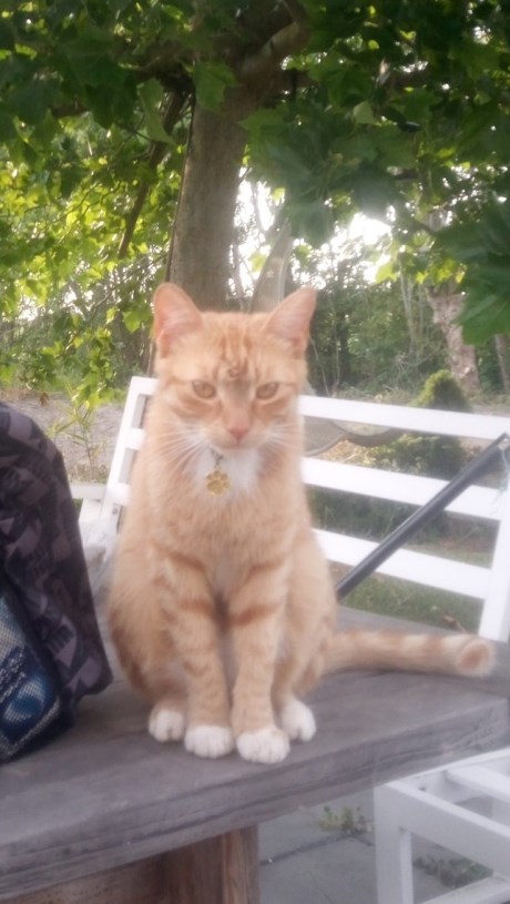 Kat Europese korthaar of huiskat