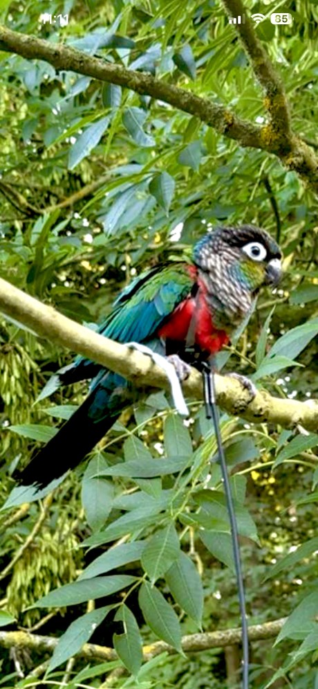 Vogel (Dwerg-)papegaai