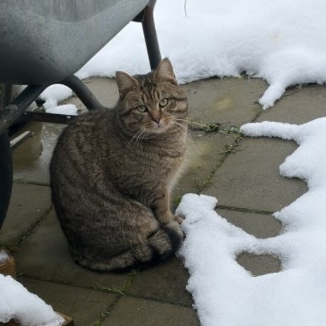 Kat Europese korthaar of huiskat