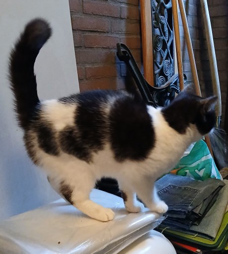 Kat Europese korthaar of huiskat