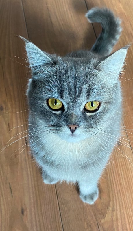 Kat Europese korthaar of huiskat