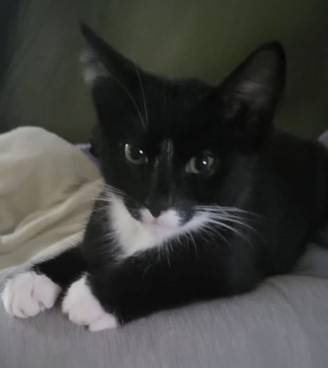 Kat Europese korthaar of huiskat