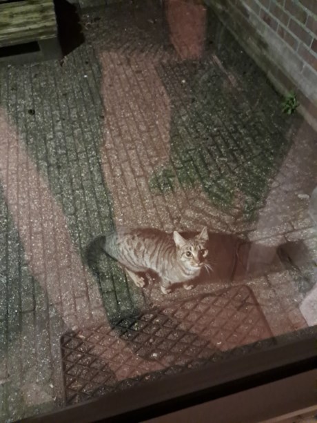 Kat Europese korthaar of huiskat