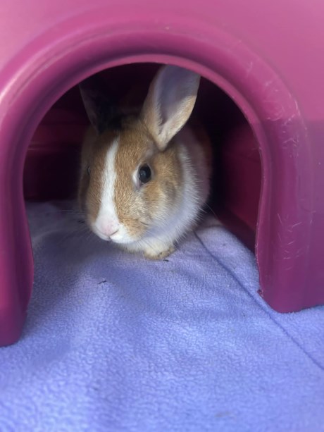 Knaagdier / Haasachtige Konijn