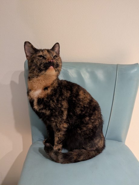 Kat Europese korthaar of huiskat