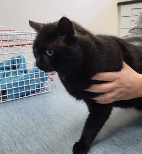 Kat Europese korthaar of huiskat