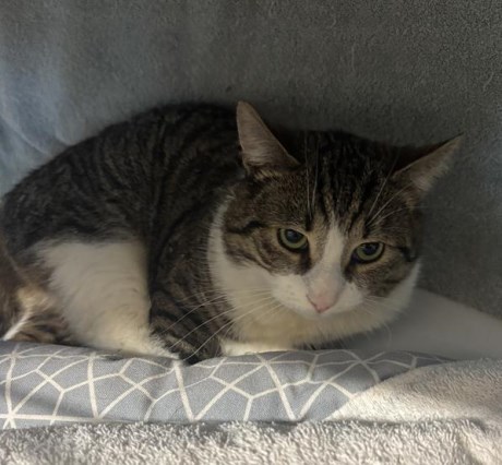 Kat Europese korthaar of huiskat