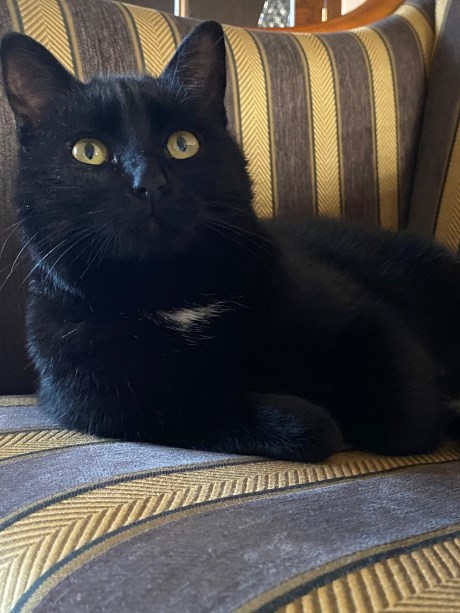 Kat Europese korthaar of huiskat