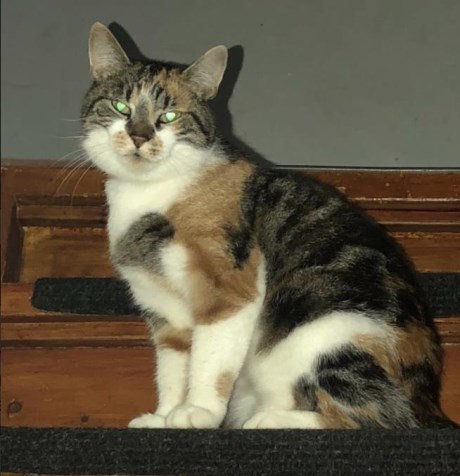 Kat Europese korthaar of huiskat