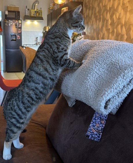 Kat Europese korthaar of huiskat