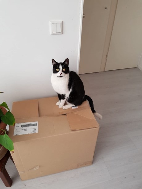 Kat Europese korthaar of huiskat