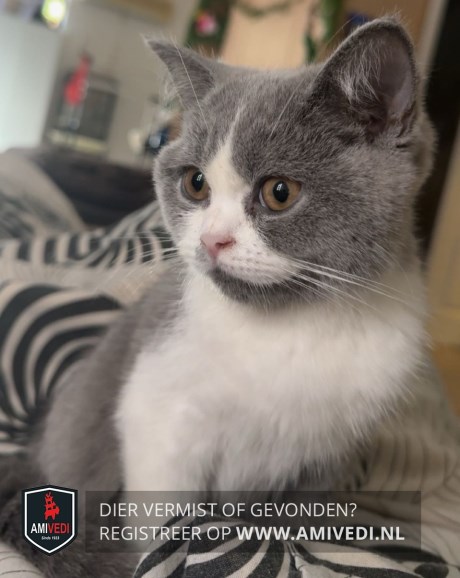 Kat Europese korthaar of huiskat