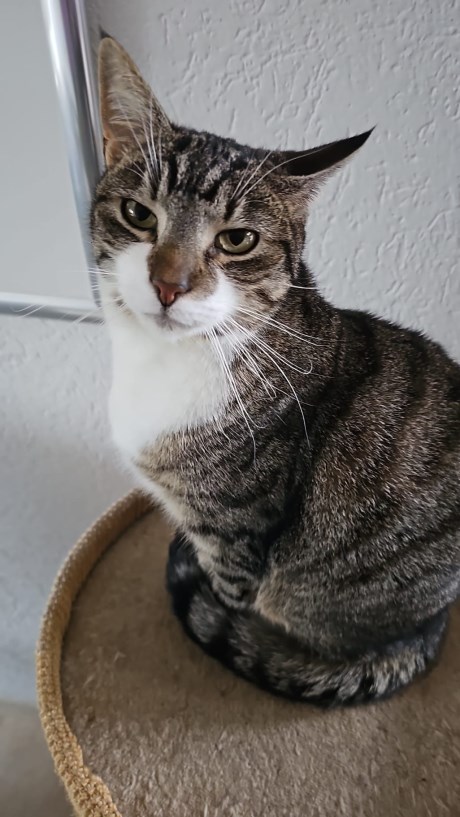 Kat Europese korthaar of huiskat