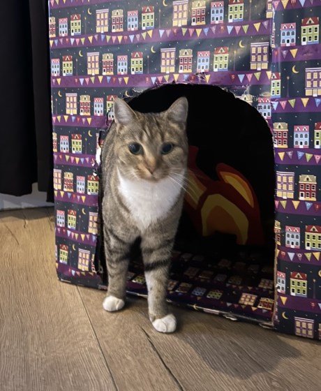 Kat Europese korthaar of huiskat