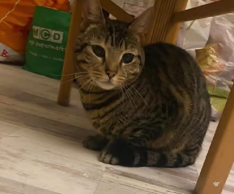 Kat Europese korthaar of huiskat