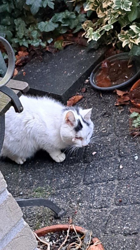 Kat Europese korthaar of huiskat