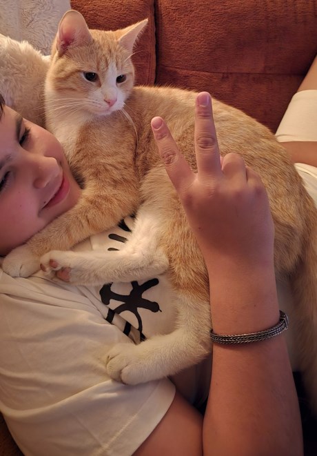 Kat Europese korthaar of huiskat