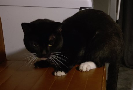 Kat Europese korthaar of huiskat