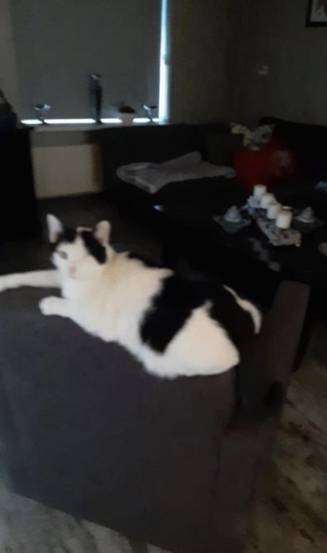 Kat Europese korthaar of huiskat