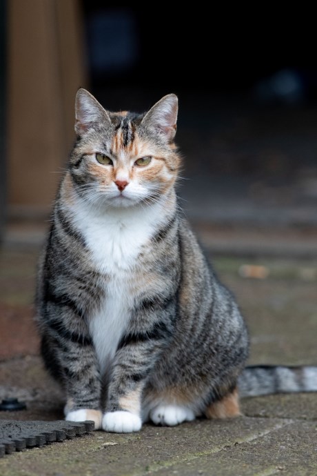 Kat Europese korthaar of huiskat