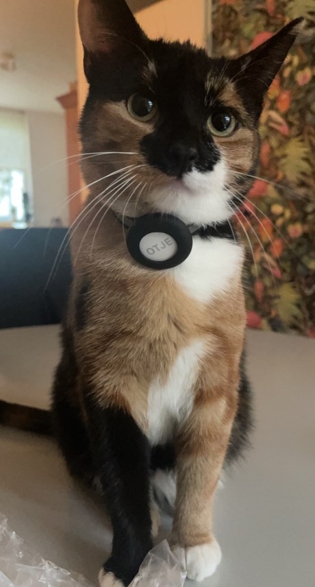 Kat Europese korthaar of huiskat