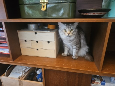 Kat Boskat/Siberisch