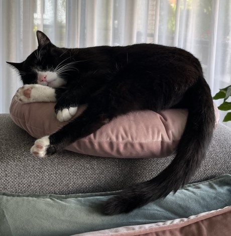 Kat Europese korthaar of huiskat