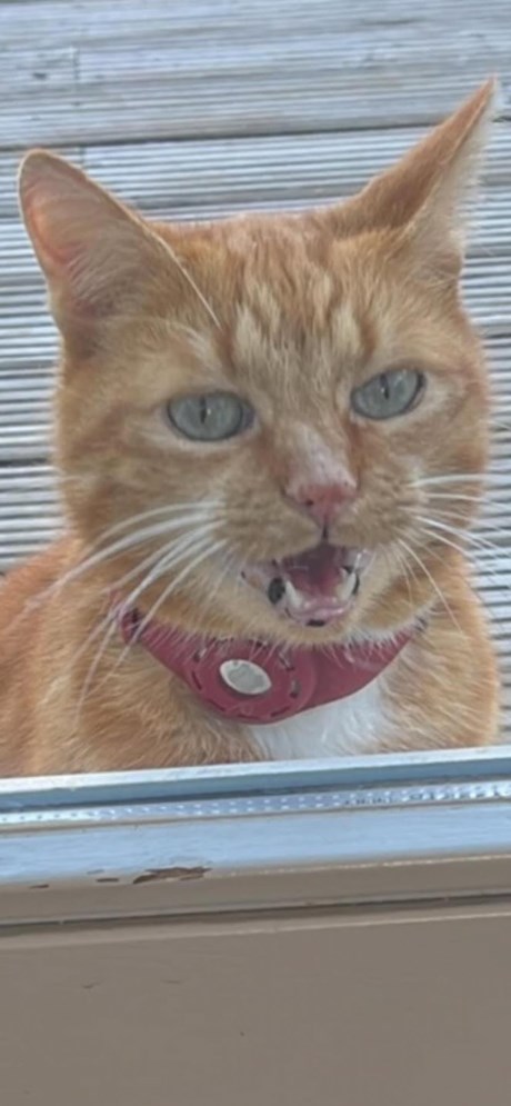 Kat Europese korthaar of huiskat