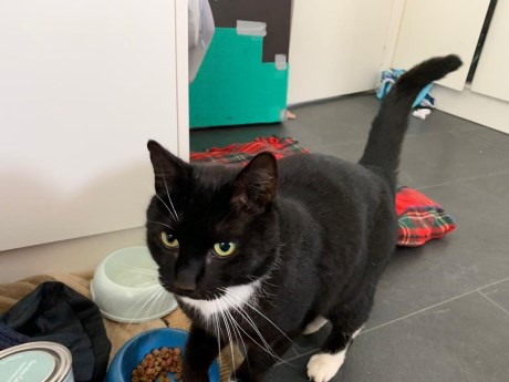 Kat Europese korthaar of huiskat