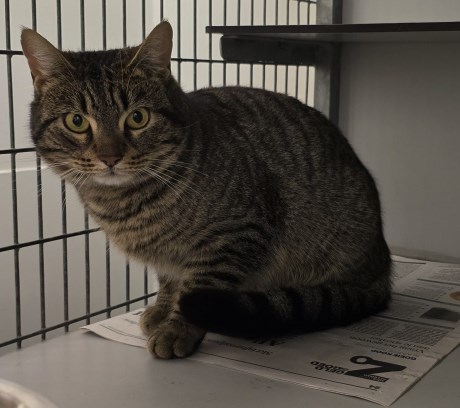 Kat Europese korthaar of huiskat