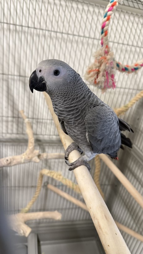 Vogel (Dwerg-)papegaai