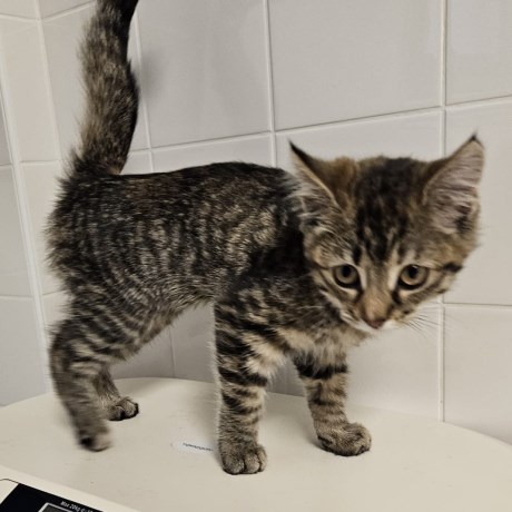 Kat Europese korthaar of huiskat