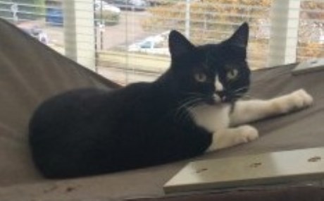 Kat Europese korthaar of huiskat