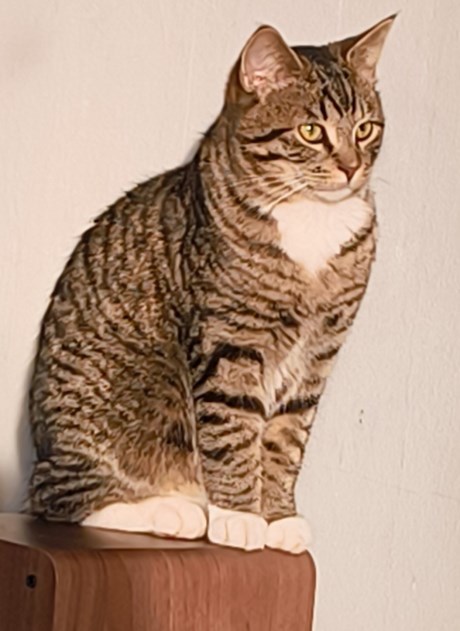 Kat Europese korthaar of huiskat