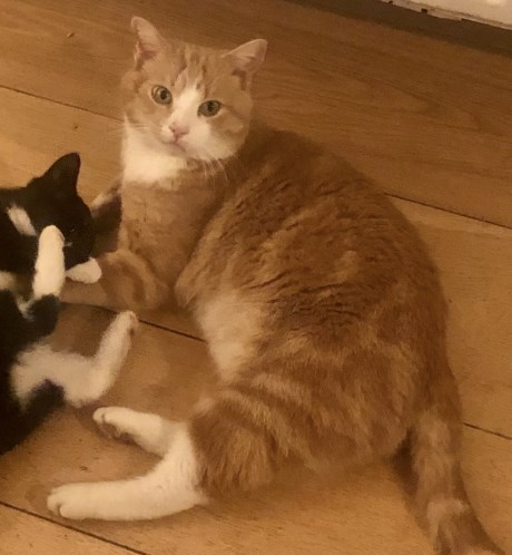 Kat Europese korthaar of huiskat