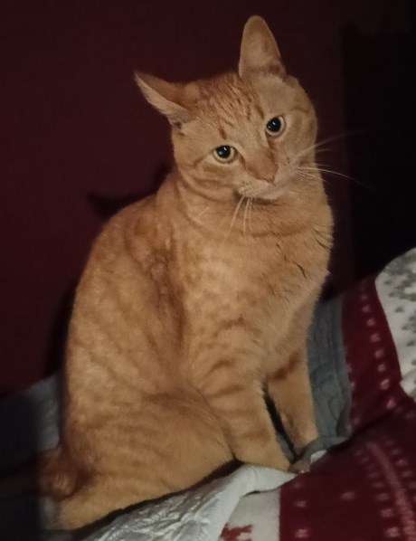 Kat Europese korthaar of huiskat