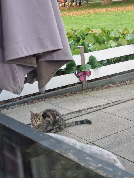 Kat Europese korthaar of huiskat