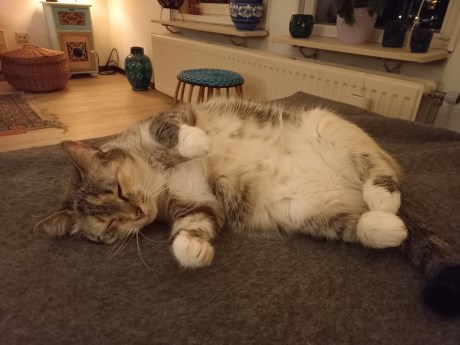 Kat Europese korthaar of huiskat