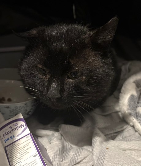 Kat Europese korthaar of huiskat