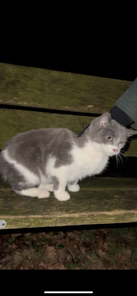 Kat Europese korthaar of huiskat