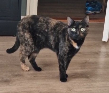 Kat Europese korthaar of huiskat