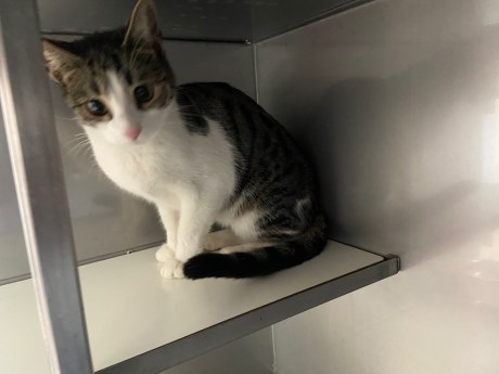 Kat Europese korthaar of huiskat