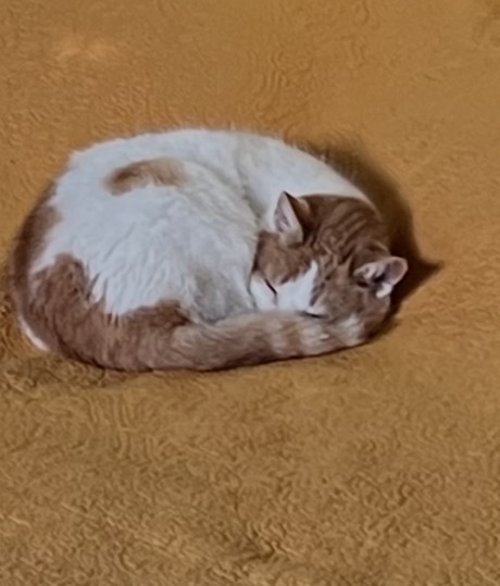 Kat Europese korthaar of huiskat