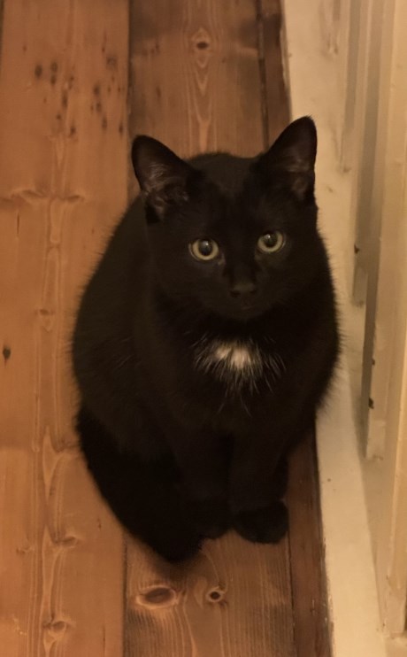 Kat Europese korthaar of huiskat