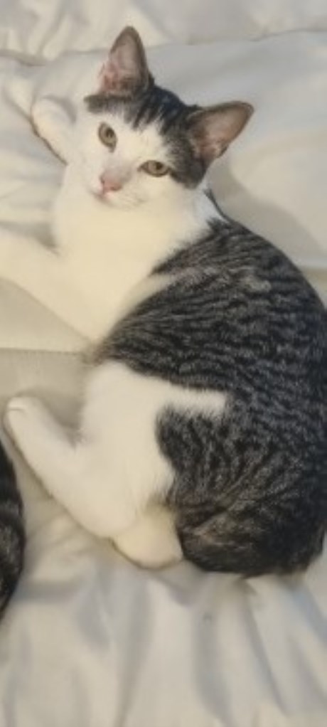 Kat Europese korthaar of huiskat